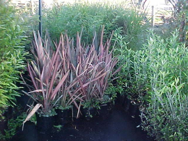 Red flaxes. Cambridge Tree Trust